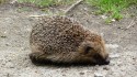 Hedgehog, Wanstead Park